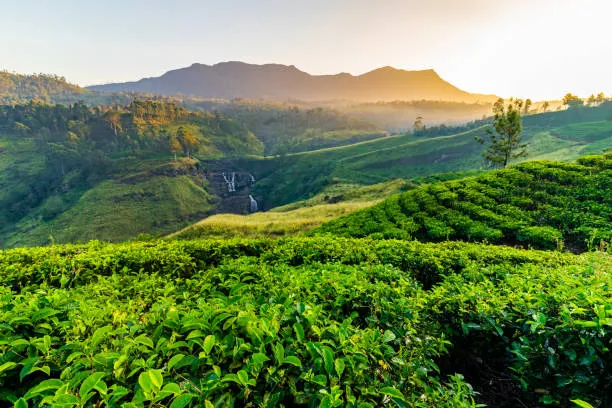 NUWARA ELIYA CITY tourist attraction near Nine Arch Holiday Resort Ella