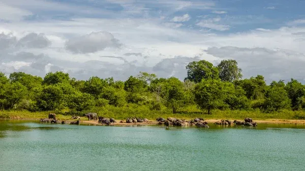 UDAWALAWE NATIONAL PARK tourist attraction near Nine Arch Holiday Resort Ella